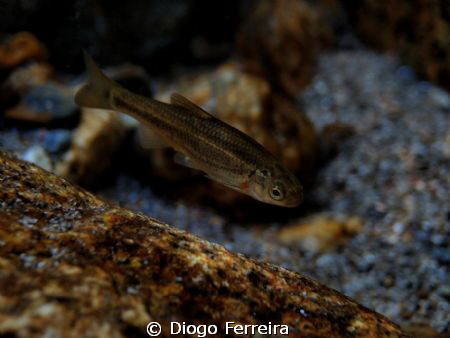 "Yes, I'm an endemic species" by Diogo Ferreira 