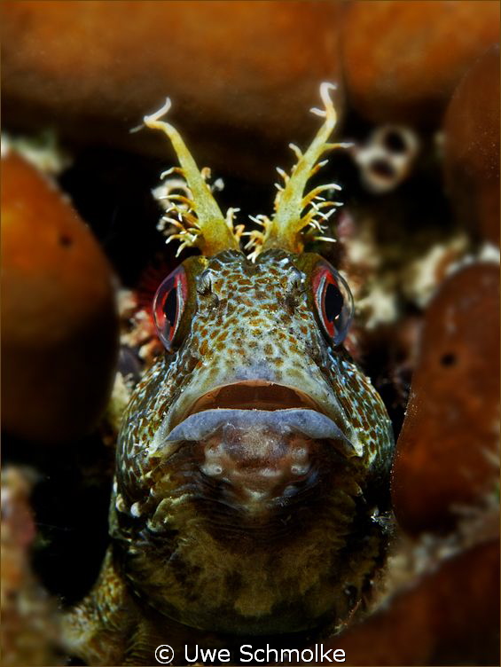 Curious -
this image of a Blennie is taken in the medite... by Uwe Schmolke 