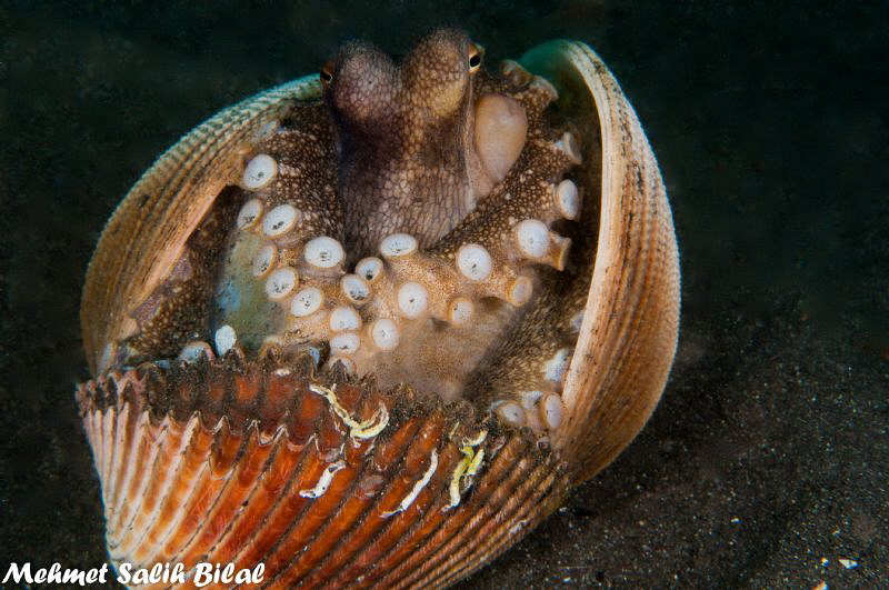 A Coconut octopus in lembeh. by Mehmet Salih Bilal 