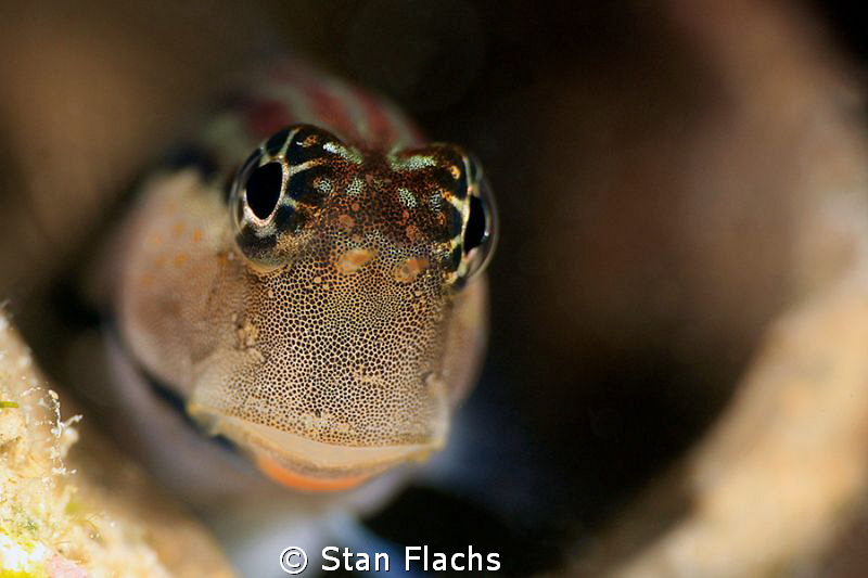 Blenny by Stan Flachs 