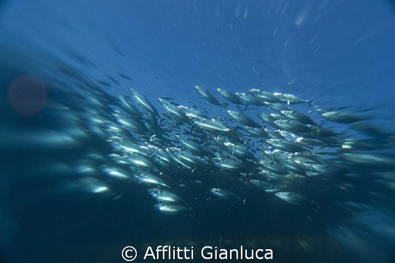 the herd elusive by Afflitti Gianluca 
