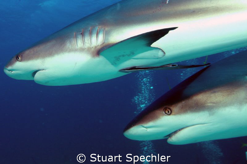Two hunters on the prowl, up close and personal. by Stuart Spechler 