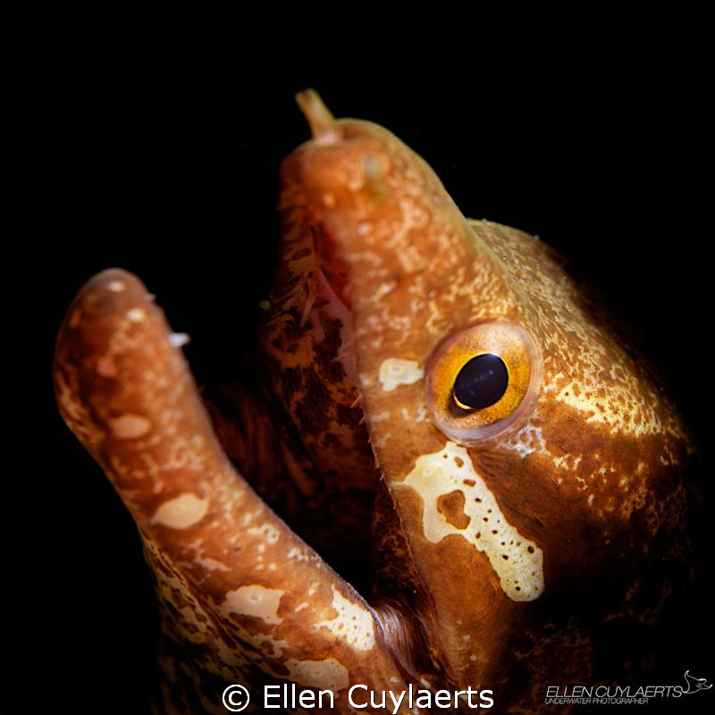 Am I getting the light? by Ellen Cuylaerts 
