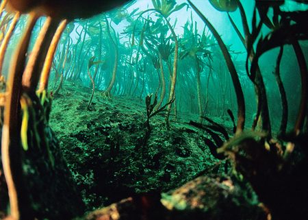 Kelp forest.
Farne Islands,November 2005.
F90X, 16mm. by Mark Thomas 