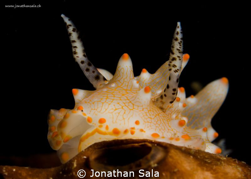 Helgarda Batagans by Jonathan Sala 
