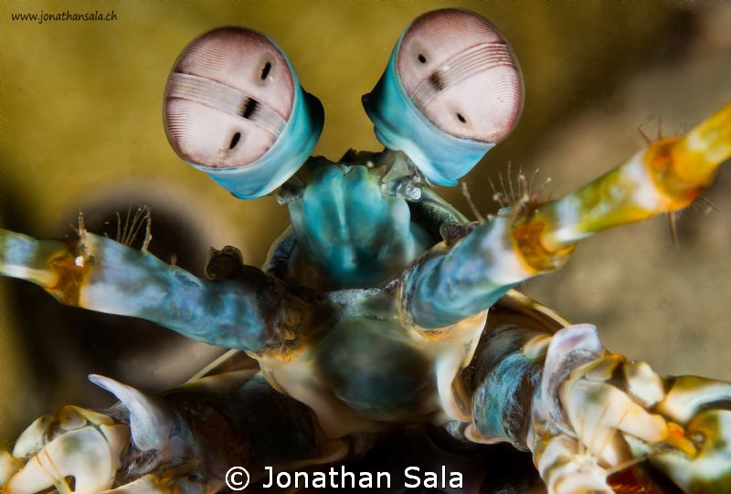 alien? :-) by Jonathan Sala 