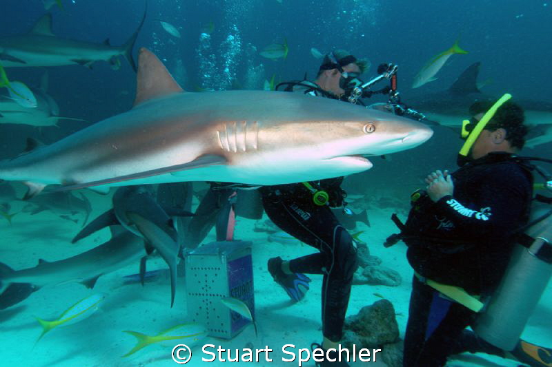 WHAT did you just say to me??!!  
Confrontation with an ... by Stuart Spechler 