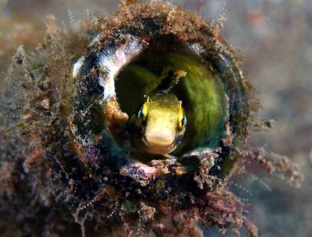 Where ever I lay my hat. Lembeh. Cannon 10D. Could be a g... by John M Akar 