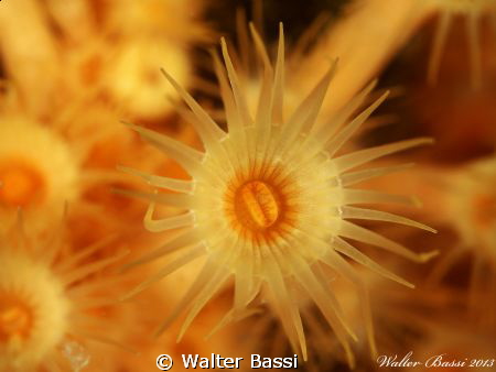Yellow flower by Walter Bassi 