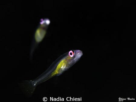 Very Little but Pretty !
Very difficult shot, because ve... by Nadia Chiesi 