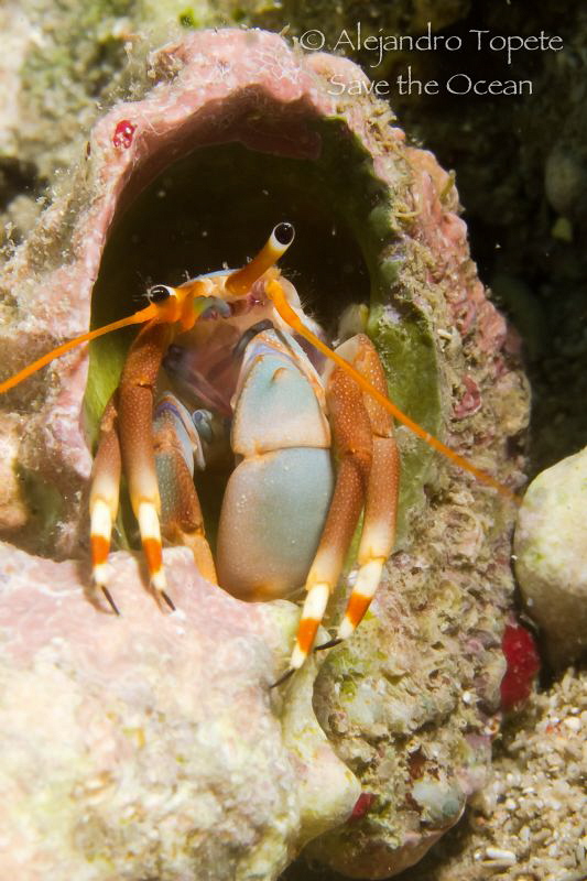 Hermitan Crab, Veracruz México by Alejandro Topete 