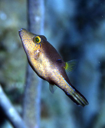 Sharp nosed puffer soaring. by David Spiel 