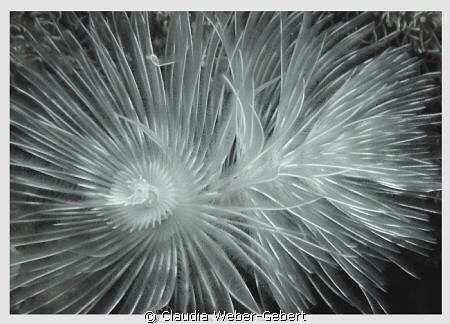 spirals by Claudia Weber-Gebert 