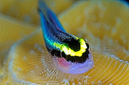 Arrow Blennie. Turks & Caicos

D2x 105mm, 2xTC, Woody's... by Rand Mcmeins 