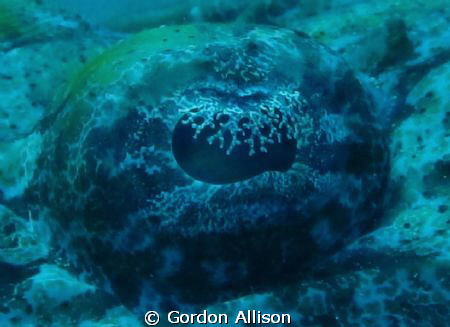 CROC FISH ON THISTLEGROM by Gordon Allison 