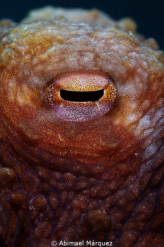 I see you by Abimael Márquez 