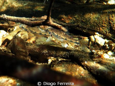 "Hidding..." by Diogo Ferreira 