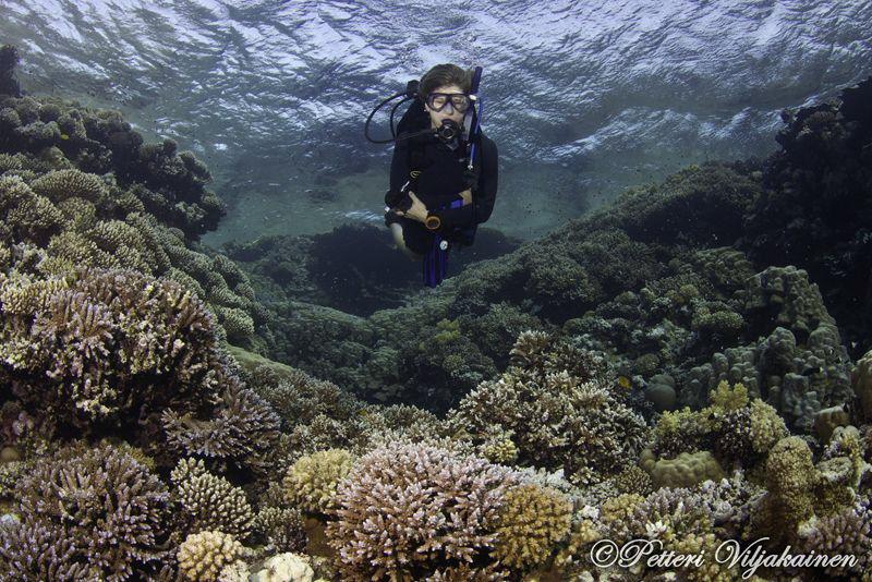 Diver at coral garden. Red sea. Egypt. Canon 7D. Tokina 1... by Petteri Viljakainen 