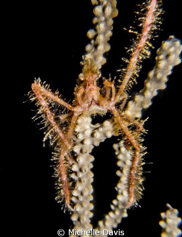 This neck crab posed for me! by Michelle Davis 