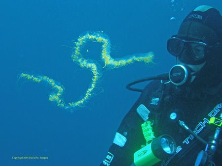 Salp from the deep - Carmel, CA by David Serepca 