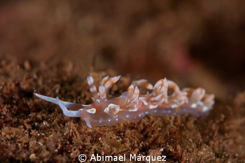 Nudi by Abimael Márquez 
