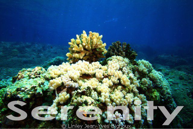 Serenity diving Mauritius island 5 metres
Canon 7D Ikeli... by Linley Jean-Yves Bignoux 