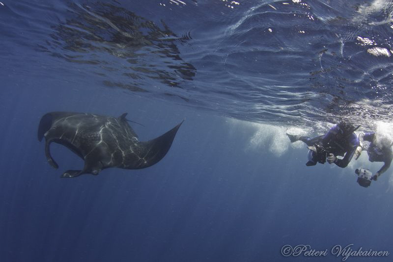 Black manta and photographers. Canon 7D. Tokina 10-17. by Petteri Viljakainen 