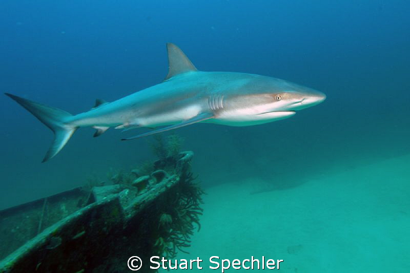 Beauty in motion.  Elegant shark circling the bow of a sh... by Stuart Spechler 