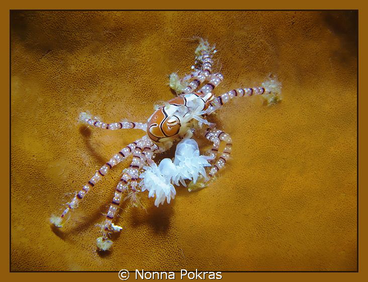 Boxer.. G11 by Nonna Pokras 