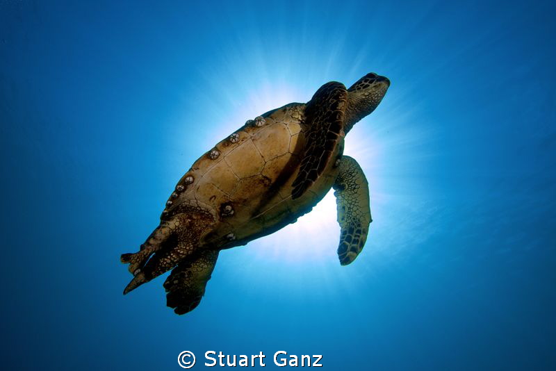 Sunburst Honu by Stuart Ganz 