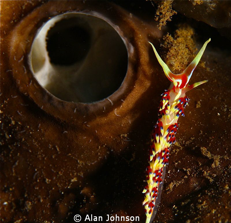 nudi on soft coral by Alan Johnson 