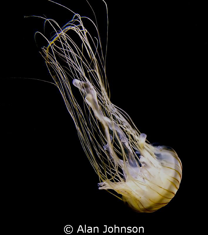 taken at singapore aquarium by Alan Johnson 