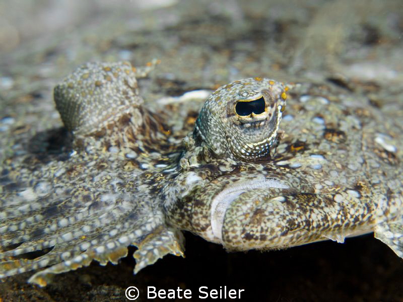 Flounder face by Beate Seiler 