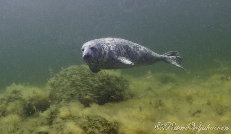 Grey seal. Canon 7D. Tokina 10-17 by Petteri Viljakainen 