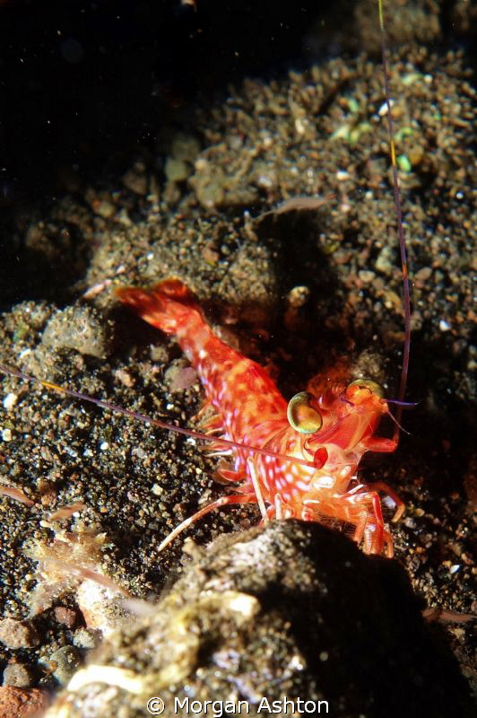 Shrimp by Morgan Ashton 