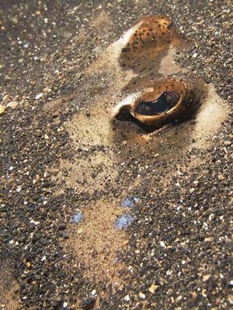 'Under the sand I.' from Lembeh. Taken with Olympus E-20 ... by Istvan Juhasz 