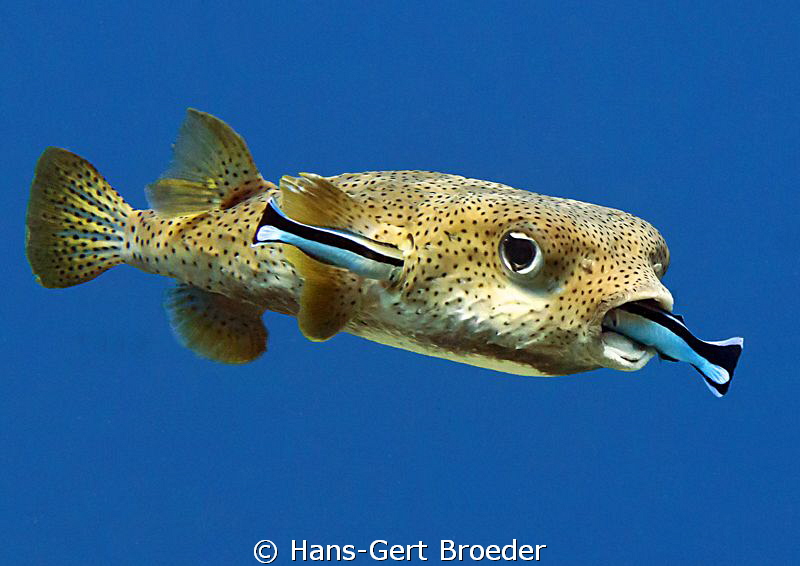 Porcupinefish
Beauty salon
Bunaken,Sulawesi,Indoneesia,... by Hans-Gert Broeder 