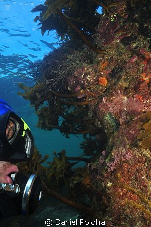 Diver approaching wall covered with Ecklonia kelp by Daniel Poloha 