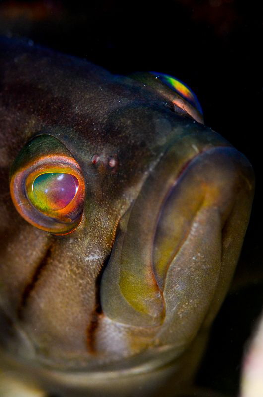 Gold Grouper by Marco Gargiulo 