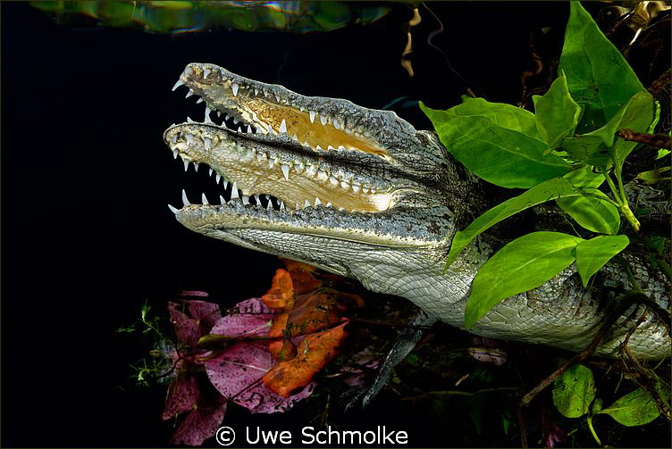 Big smile.
Have fun watching. by Uwe Schmolke 