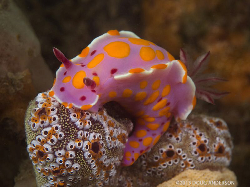 Ceratosoma amoenum, Chowder Bay by Doug Anderson 