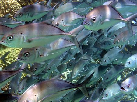 Shot snorkeling on 'second reef'- Lady Elliot Island, Aus... by Don Bruschera 