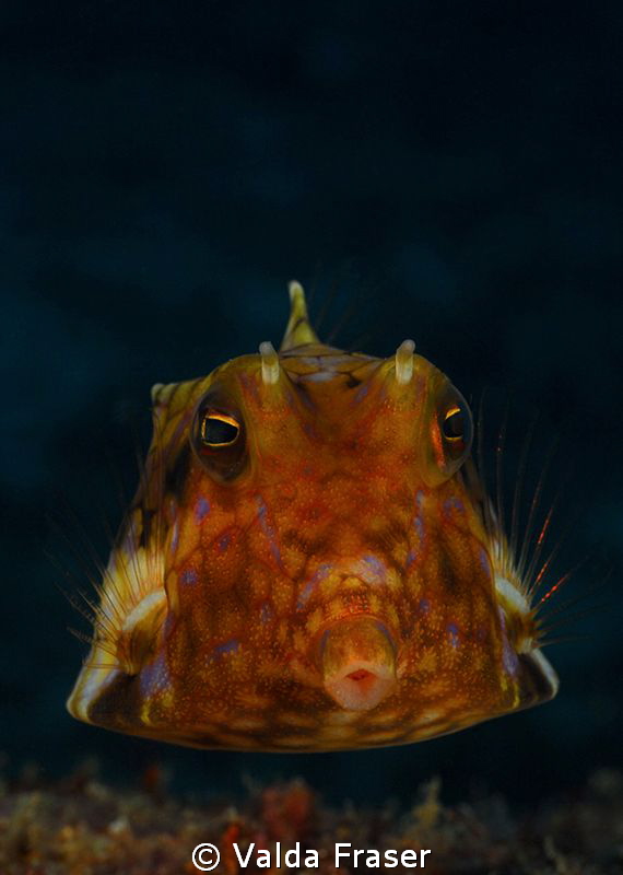 Thornspine cowfish. by Valda Fraser 