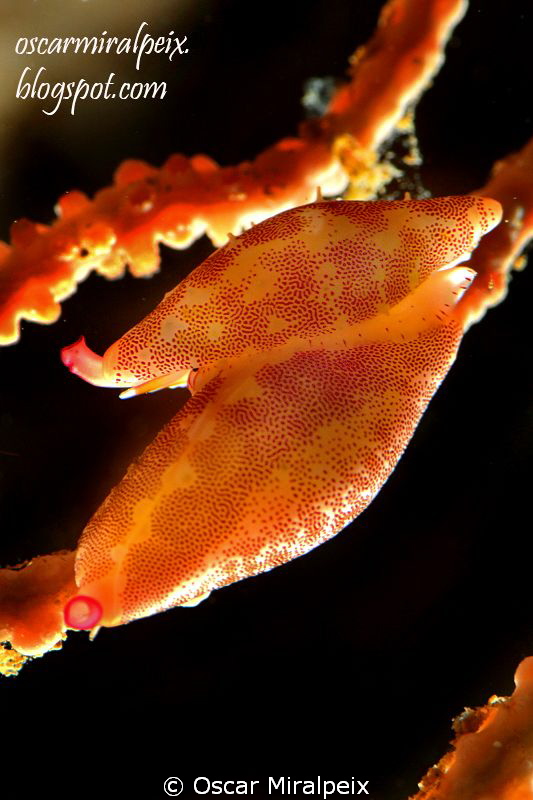cowries by Oscar Miralpeix 