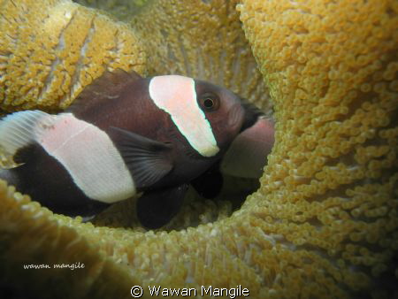 nemo by Wawan Mangile 