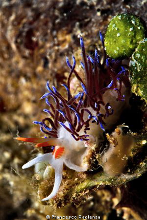 [:b:]Nudi[:/b:] by Francesco Pacienza 