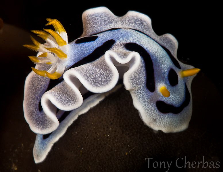 Diana's Chromodoris by Tony Cherbas 