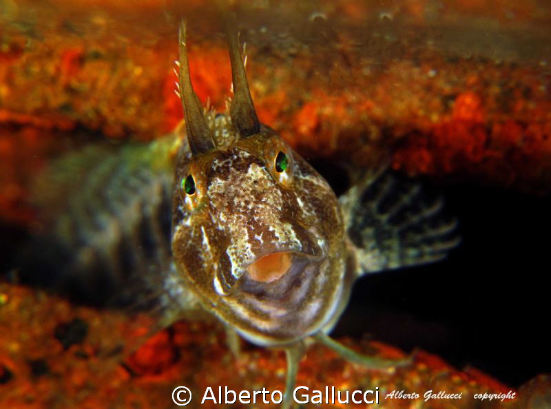 Parablennius tentacularis by Alberto Gallucci 