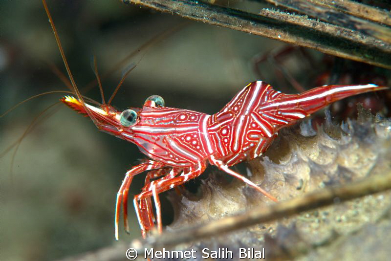Durban hinge-beak shrimp. by Mehmet Salih Bilal 