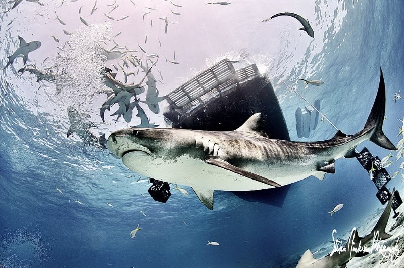 Nothing better then diving with sweet Emma at Tiger Beach... by Steven Anderson 